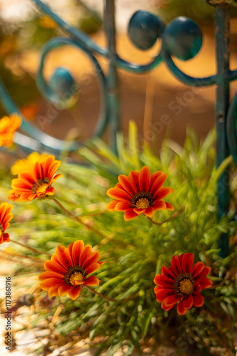 Gazania, pomarańczowe miododajne kwiaty, letni, kolorowy egzotyczny ogród, rabata z kwiatami, rozmyte tło kwiatowe, zbliżenie makro, dekoracja ogrodu, tapeta photo