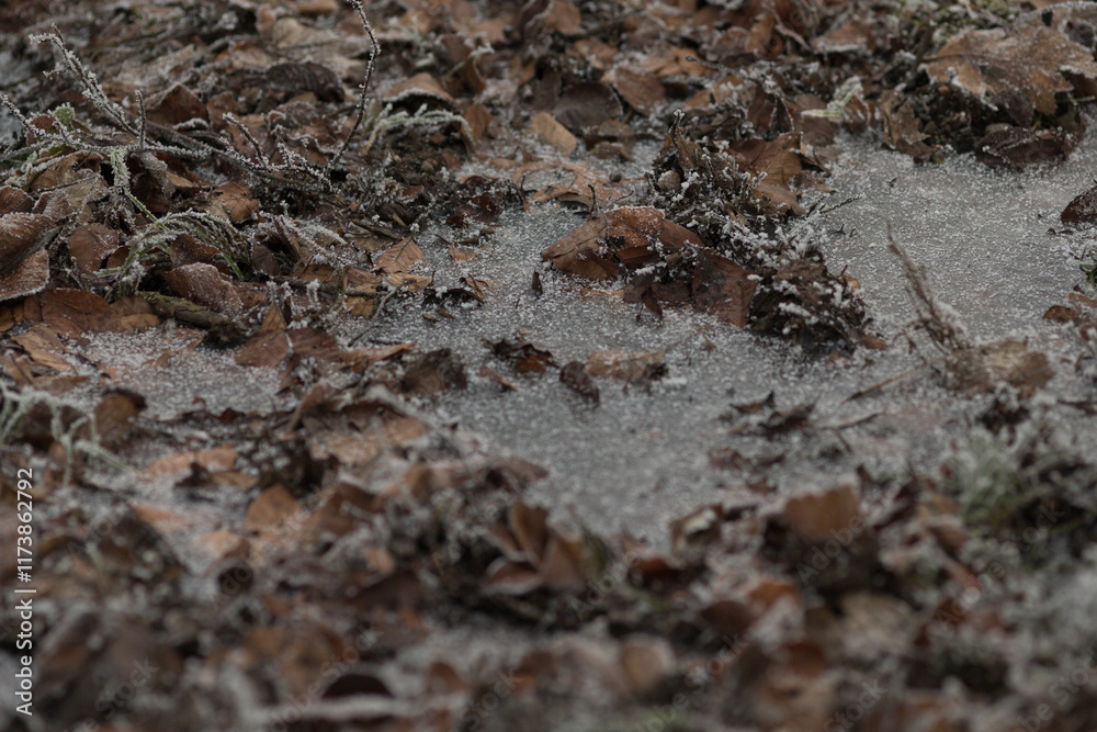 Tranquil forest floor blanketed in crunchy leaves, displaying a variety of rich textures and the diverse elements of nature. Tranquil forest floor blanketed in crunchy leaves, displaying a variety of rich textures and the diverse elements of nature.