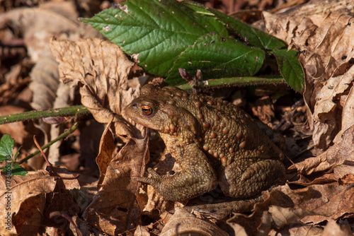 Rospo comune, Bufo bufo, mimetizzato tra le foglie secche photo