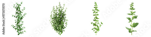 Wall germander isolated on transparent background, Set of photo