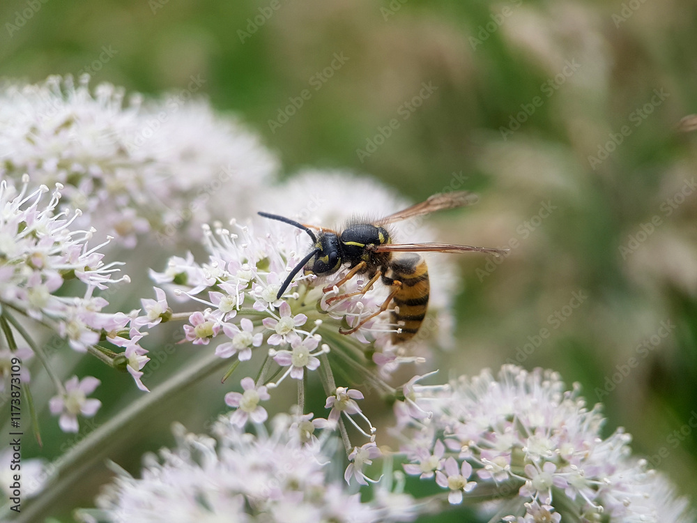 bee wasp on leaf flower summer bee wasp on leaf flower summer