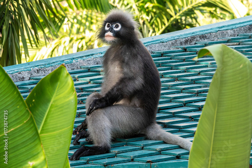 Uroczy langur jawajski odpoczywający na dachu w tropikalnym otoczeniu photo