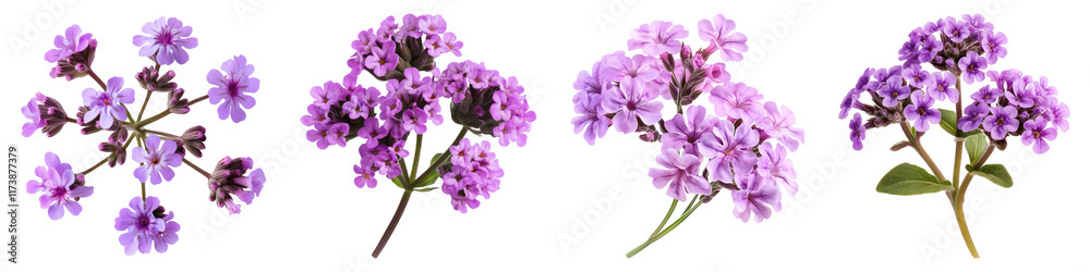 Verbena Bonariensis isolated on transparent background, Set of Verbena Bonariensis isolated on transparent background, Set of