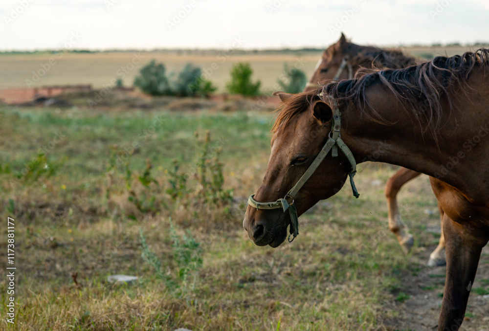 Two light brown horses graze in the steppe. Two light brown horses graze in the steppe.