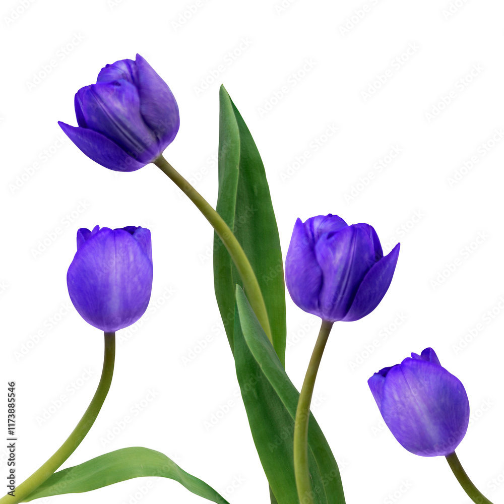 purple tulips isolated without background