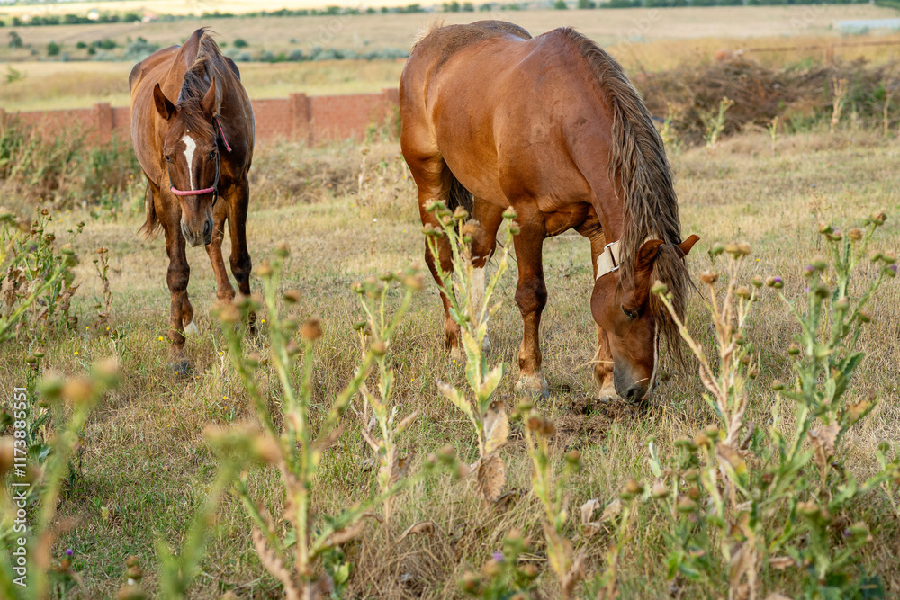 Two light brown horses graze in the steppe.