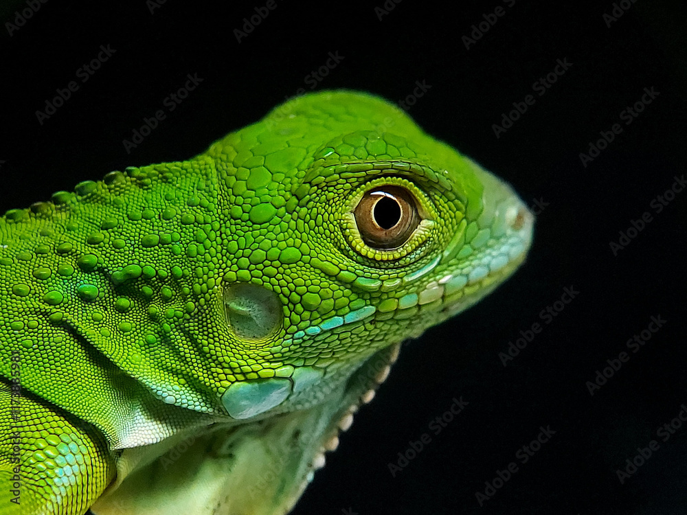 Fototapeta premium green iguana