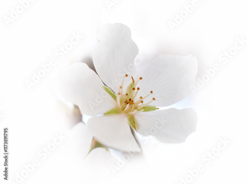 White wild cherry flower