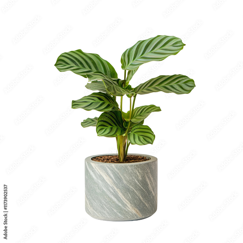 Fototapeta premium super realistic indoor calathea plant in a decorative pot on a white background