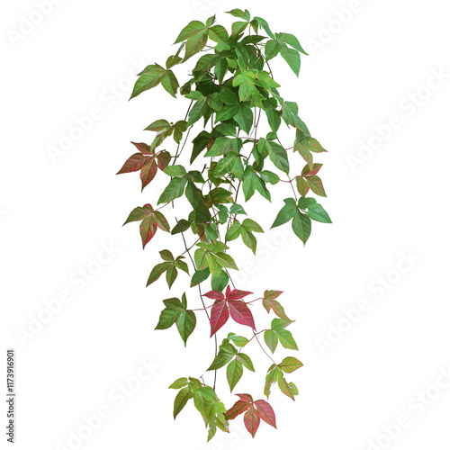 Vibrant Virginia Creeper, Parthenocissus quinquefolia, green and red leaves cascade isolated on white and transparent background, showcasing a beautiful hanging plant. photo