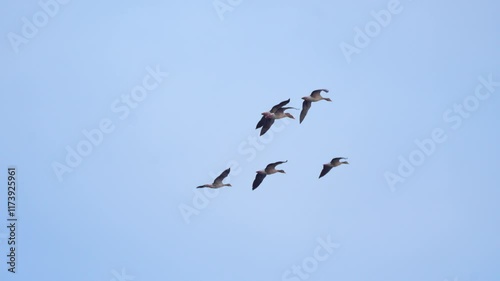 birds flying in the sky