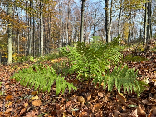 green fern in the autumn forest photo