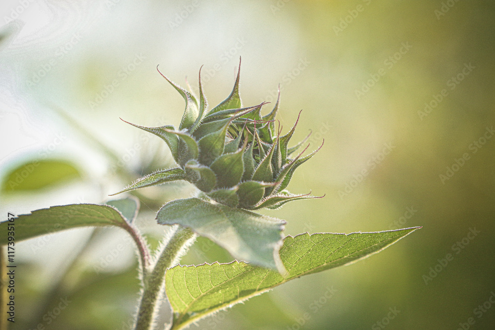 close up of a flower