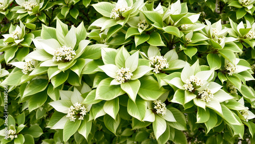 Cornus controversa 'Variegata'. Wedding cake tree or giant dogwood. Ornamental tree with beautiful layered horizontal branches, leaves with cream margins and cymes of white flowers. photo