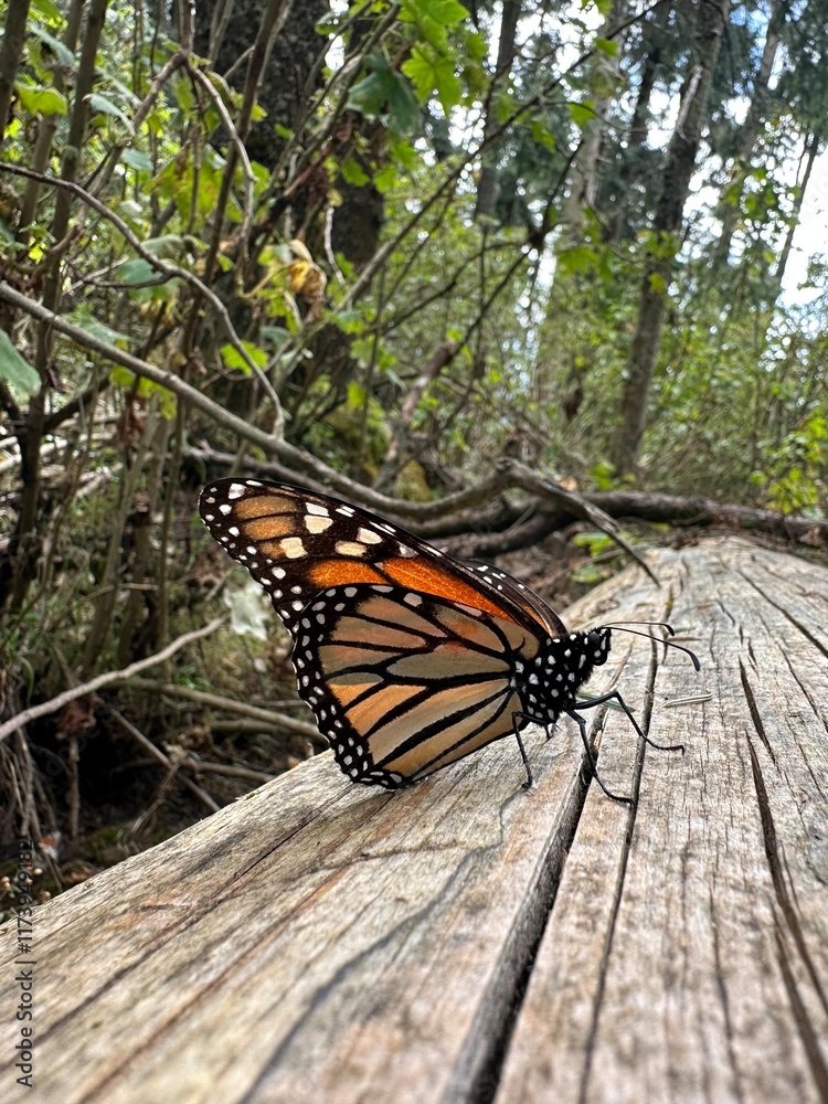 Monarch butterfly on weathered wood Monarch butterfly on weathered wood