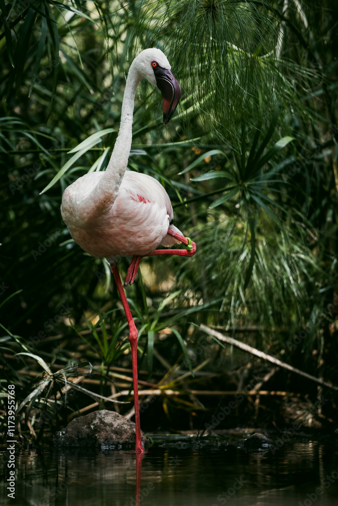 A graceful flamingo standing on one leg among tall reeds, its pink feathers vibrant against the natural greenery. Captured in serene daylight, highlighting elegance and balance in nature. A graceful flamingo standing on one leg among tall reeds, its pink feathers vibrant against the natural greenery. Captured in serene daylight, highlighting elegance and balance in nature.