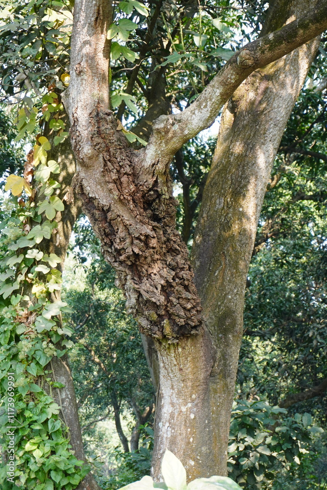 Cancer on the bark of the tree branch Cancer on the bark of the tree branch