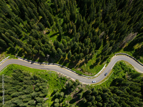 Bild auf Leinwand Winding road trough dense pine forest
