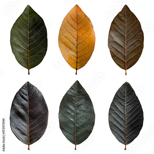 Diverse Collection of Four Distinct Leaf Types Showcasing Unique Shapes and Textures in a Natural Setting Highlighting the Beauty of Foliage
