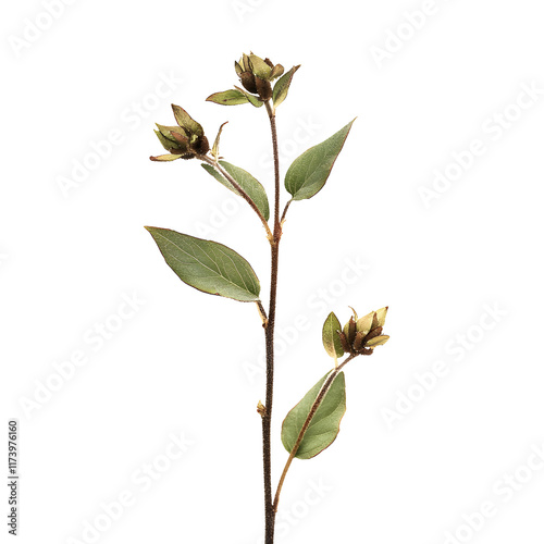 Lush Green Leaves of a Vibrant Plant Displaying Rich Textures and Shapes Against a Deep Black Background for an Elegant and Modern Visual Aesthetic