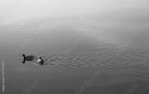 Ducks swims on a lake in winte time with the fog on the water photo