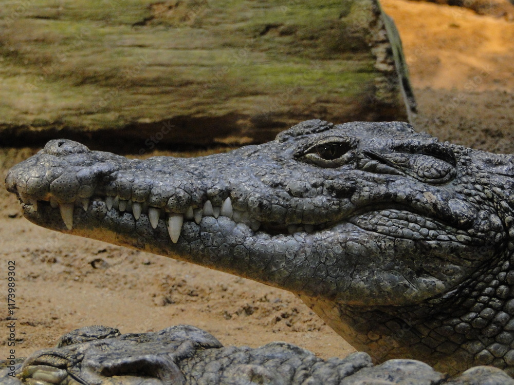 alligator in the natural habitar alligator in the natural habitar