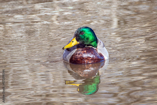 Mallard duck male swimming in a pond New Mexico, USA