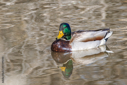 Male mallard duck swimming with it's reflection in the pond water New Mexico, USA