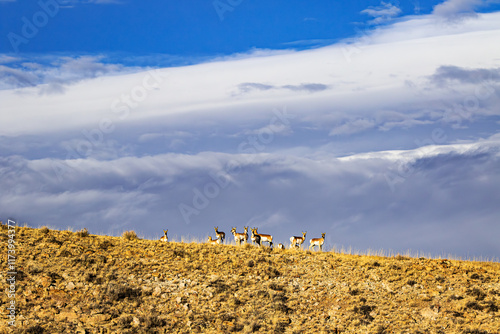 Herd of pronghorn on the ridge of a prairie hillside with a blue and white cloudscape at sunset in Wyoming, USA