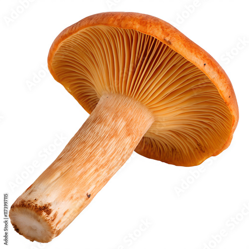 Saffron milk cap forest mushroom isolated on the transparent background