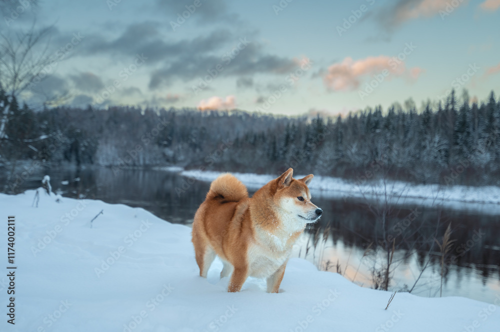 Obraz premium Shiba Inu dog stands in the snowy cost of Gauja river in Latvia on a winter day