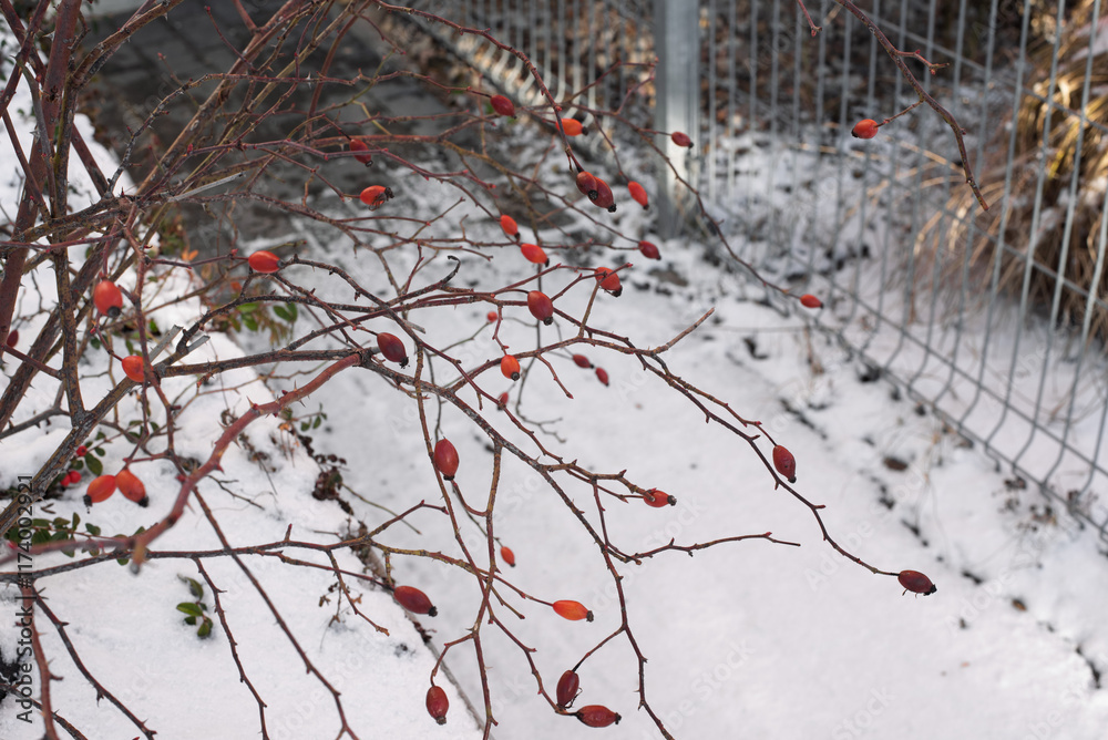 Small Rose Hips Covered in Snow Small Rose Hips Covered in Snow