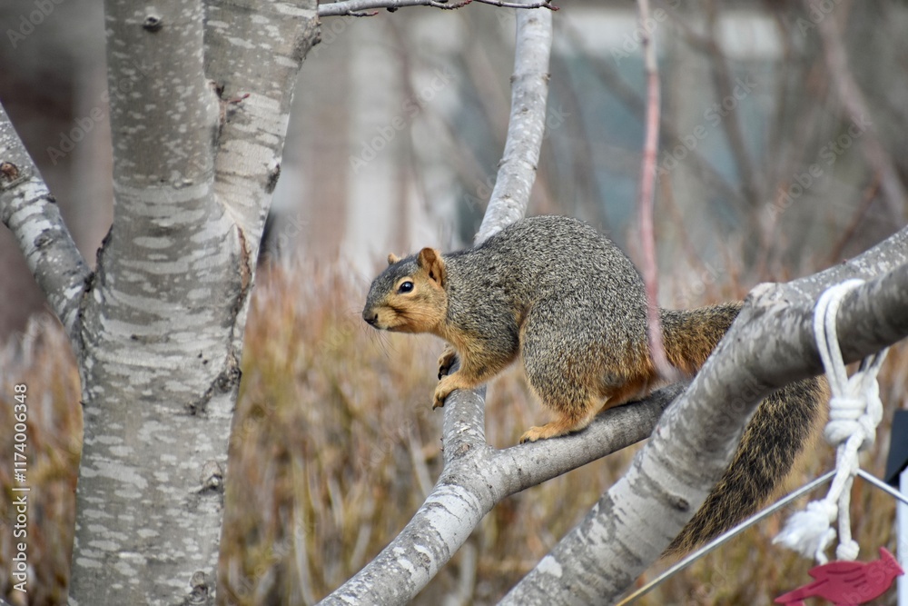 squirrel on a tree squirrel on a tree