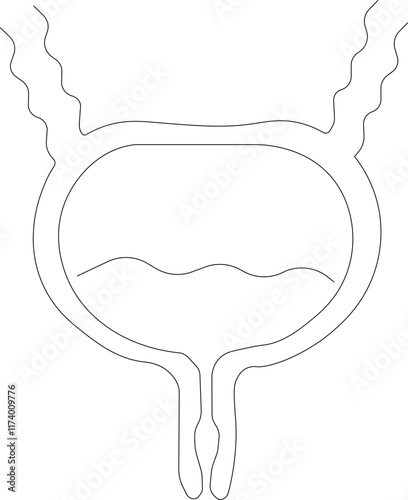 Human bladder anatomy. Urinary system. Vector illustration on white background black line.