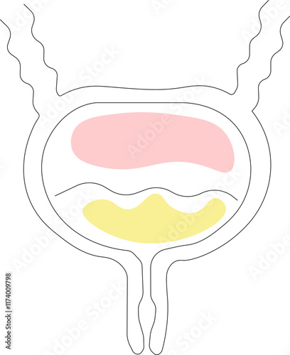 Human bladder anatomy. Urinary system. Vector illustration on white background black line with bright spot.