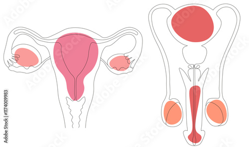 Vector set of male and female reproductive system isolated on white background. Human reproductive system anatomy.