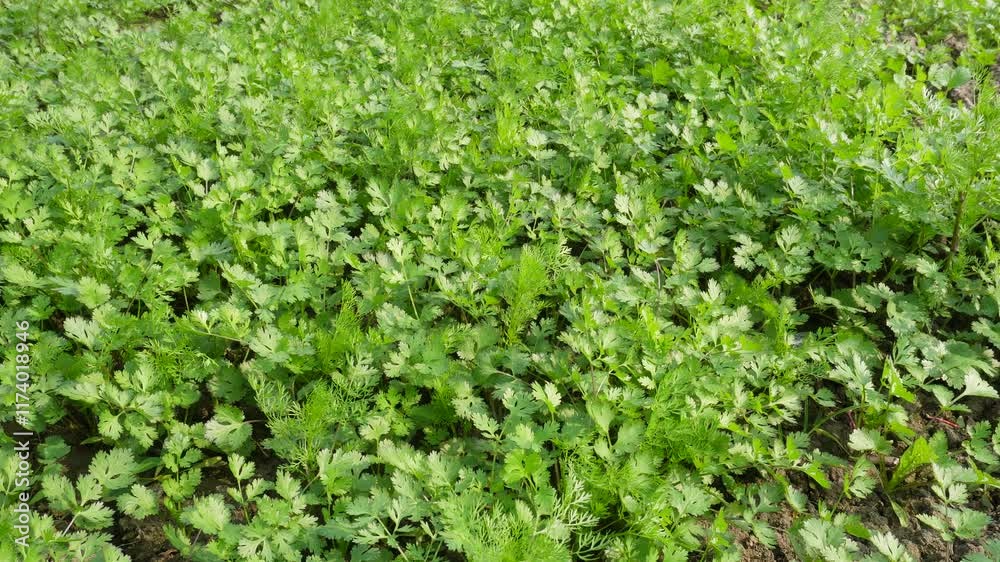 Coriander field, the green meadow of coriander plant Coriander field, the green meadow of coriander plant
