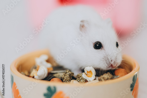 White hamster eating pet food from a bowl photo