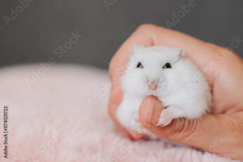 Veterinarian holding a cute white winter white dwarf hamster photo