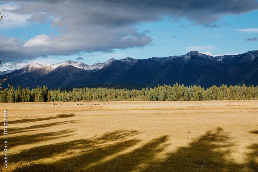 Cattle graze in a meadow, beneath snow-capped mountains. Sunlight casts long shadows across the field. , Condon, Montana, USA. Cattle graze in a meadow, beneath snow-capped mountains. Sunlight casts long shadows across the field. , Condon, Montana, USA.