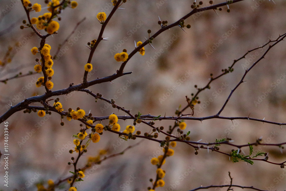Yellow Blossoms on the Rio Grande Yellow Blossoms on the Rio Grande