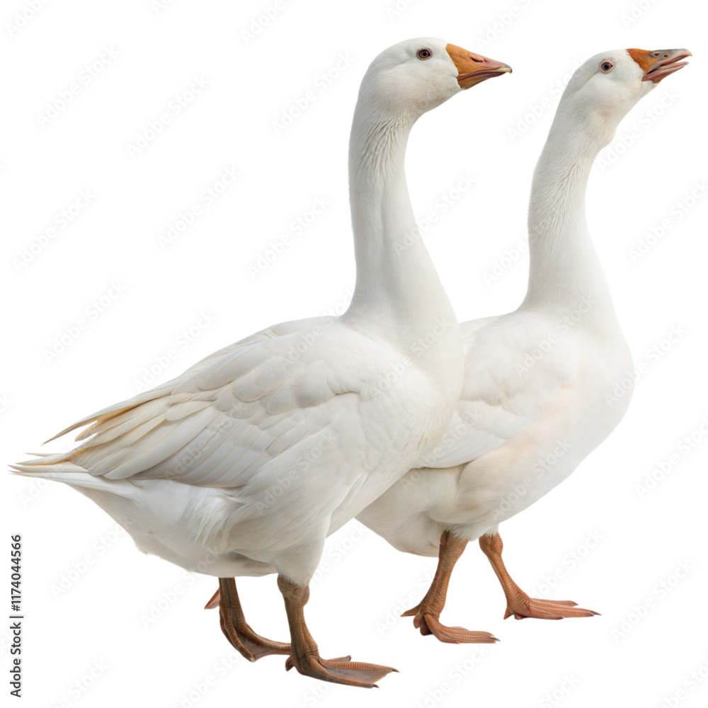 Two white geese standing side by side on a white or transparent isolated background. Two white geese standing side by side on a white or transparent isolated background.