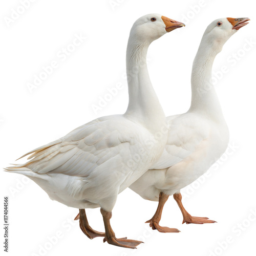 Two white geese standing side by side on a white or transparent isolated background.