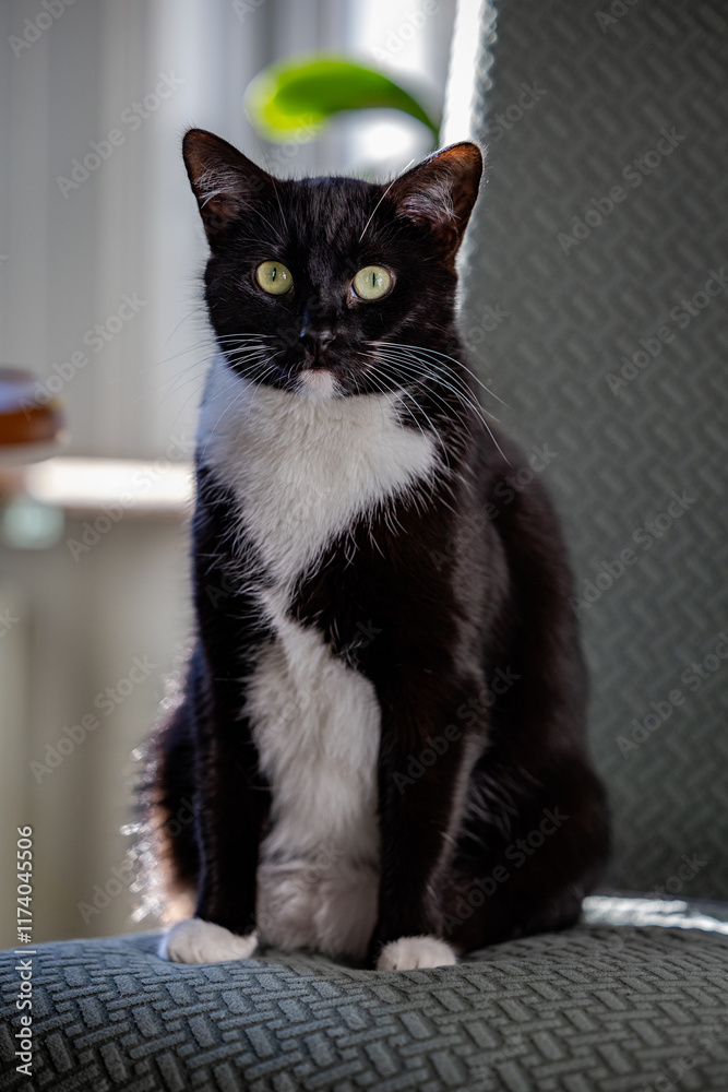 black and white cat black and white cat