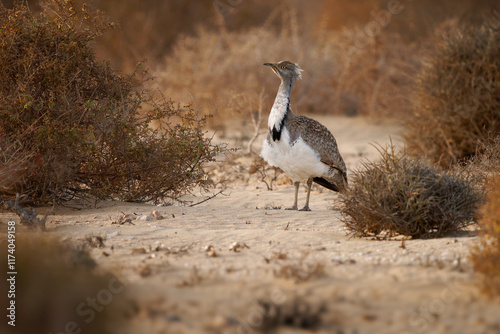 African houbara Chlamydotis undulata also Houbara bustard is relatively small bustard native to North Africa, where it lives in arid habitats, bird in the desert in Fuerteventura photo