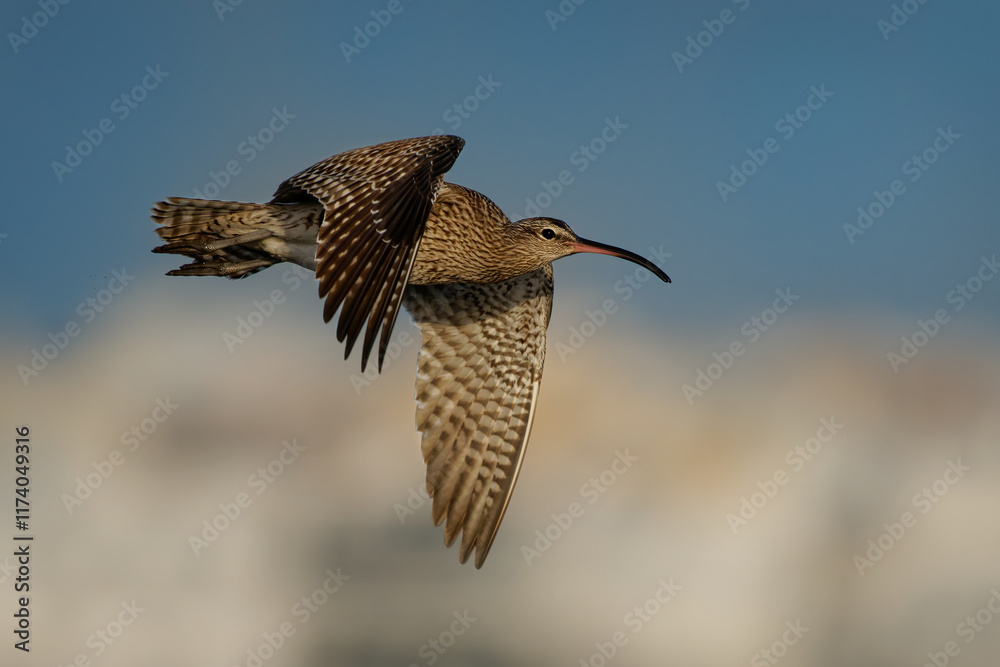 Obraz premium Whimbrel - Numenius phaeopus wading bird with long beak standing and feeding on the low tide on the rocky sea shore, blue ocean and the coastline, hidden sitting and flying