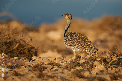 African houbara Chlamydotis undulata also Houbara bustard is relatively small bustard native to North Africa, where it lives in arid habitats, bird in the desert in Fuerteventura photo