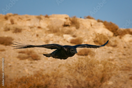 Common Raven - Corvus corax also Western raven or northern raven, large all-black passerine bird, very intelligent, flying in the sky and sitting in the desert photo