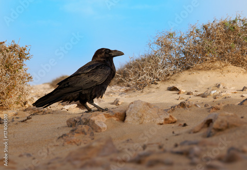 Common Raven - Corvus corax also Western raven or northern raven, large all-black passerine bird, very intelligent, flying in the sky and sitting in the desert