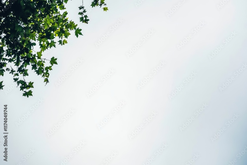 On a white background, green tree leaves and branches appear On a white background, green tree leaves and branches appear